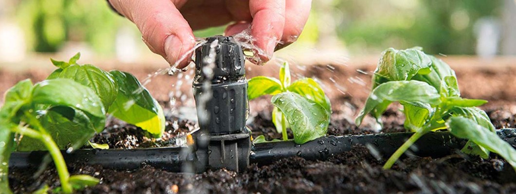 Proč začít pěstovat hydroponicky?